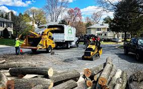 Tree and Shrub Care in Lovelock, NV